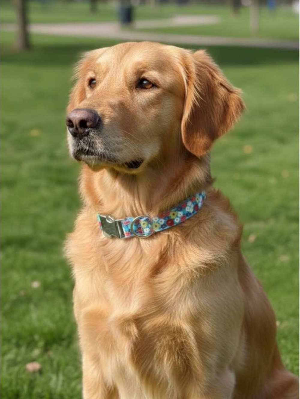 Floral Blue Dog Collar for Pets Dog - Stylish Adjustable Collar